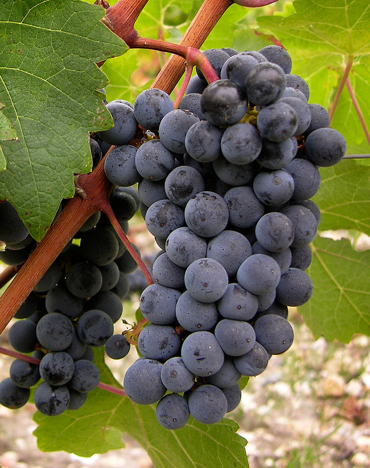 Red Wines