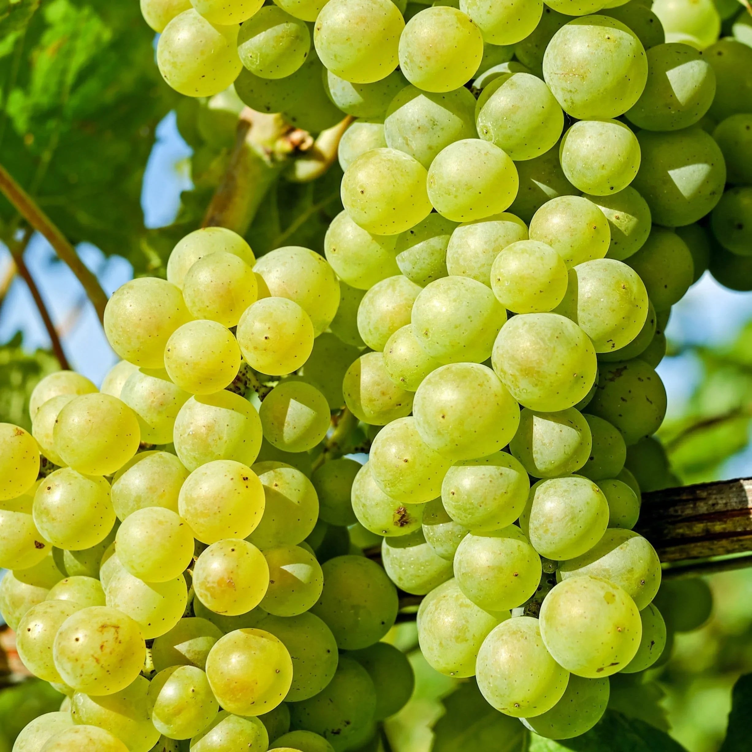 White Wines