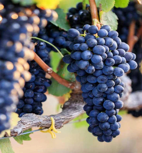 Shiraz | Syrah
